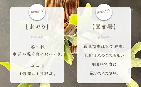 コウモリラン 板付け（ネザーランド）