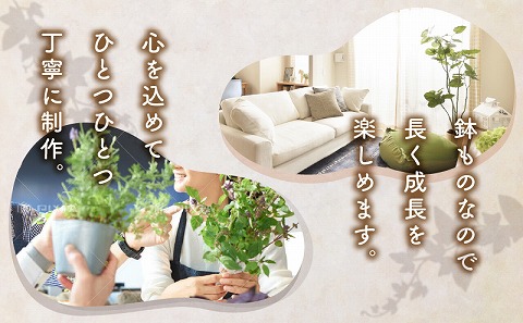 観葉植物 カゴ盛り Mサイズ