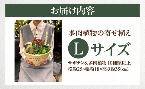 多肉植物の寄せ植え　Lサイズ