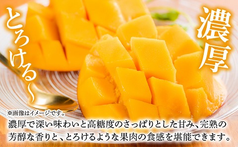 マンゴーの木オーナー制度【スタンダード】