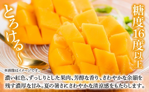 シャトーマンゴー／マンゴーの木オーナー制度【プレミアム】