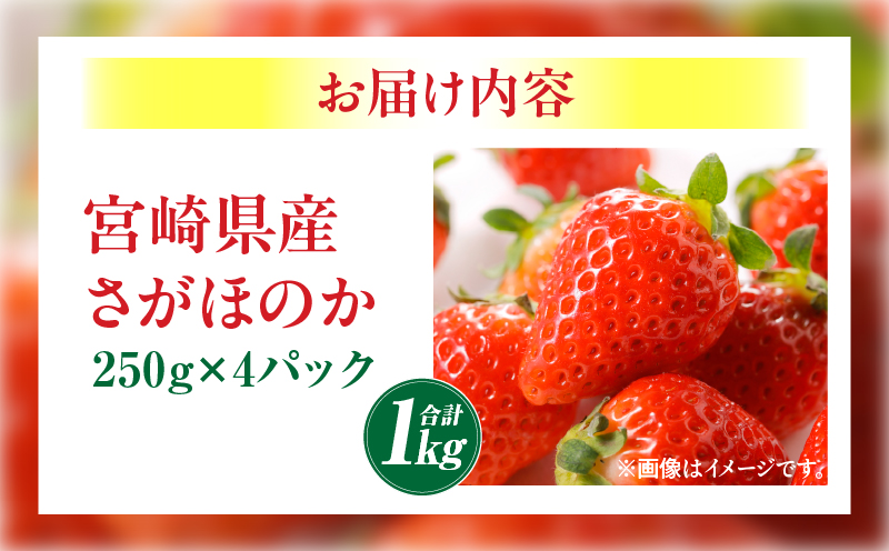 《2026年発送》【数量・期間限定】宮崎県産さがほのか 約1kg いちご 苺 フルーツ