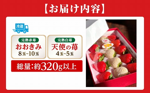 《2026年発送先行予約》【数量・期間限定】宮崎完熟紅白苺12 甘い 完熟 果物