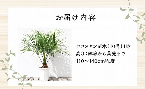 南国宮崎産　ココスヤシ　10号鉢 観葉植物 苗木 ヤシ
