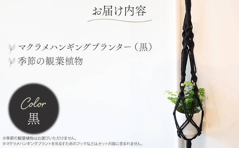《黒》季節の観葉植物と3色から選べるマクラメハンギングプランタ―のセット