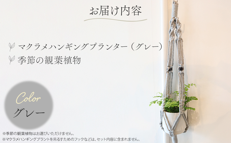 《グレー》季節の観葉植物と3色から選べるマクラメハンギングプランタ―のセット