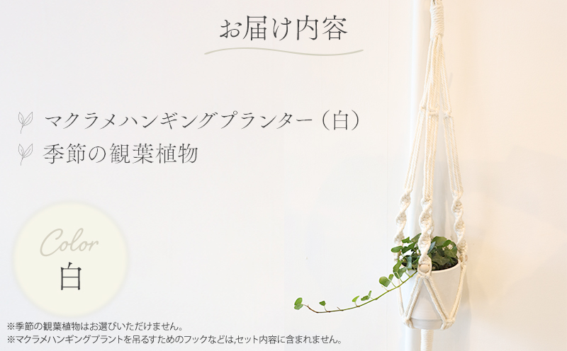 《白》季節の観葉植物と3色から選べるマクラメハンギングプランタ―のセット