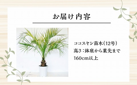 南国宮崎産 ココスヤシ 特大（12号鉢)