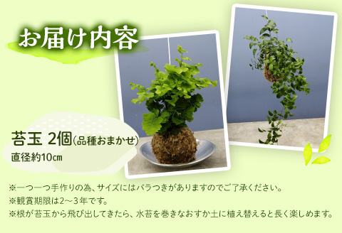 観葉植物 苔玉 2個セット (品種おまかせ)