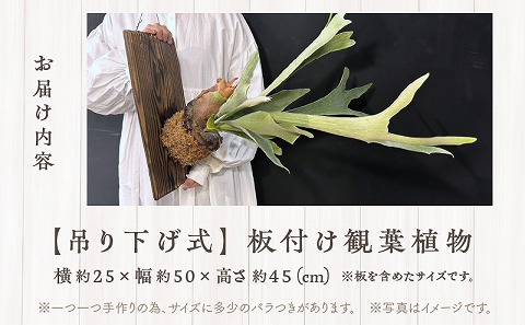 コウモリラン 板付け（ネザーランド）