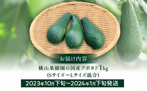 【2023年10月下旬～2024年1月下旬発送】横山果樹園の国産アボカド１kg（１玉２００g以上～）