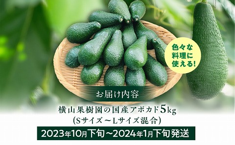 【2023年10月下旬～2024年1月下旬発送】横山果樹園の国産アボカド5kg（１玉２００g以上～）