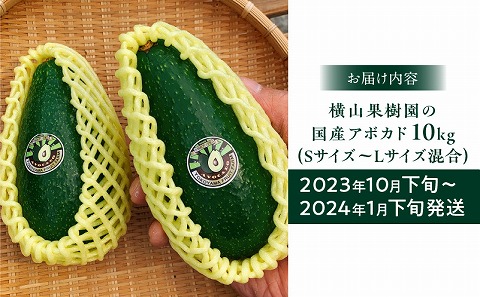 【2023年10月下旬～2024年1月下旬発送】横山果樹園の国産アボカド10kg（１玉２００g以上～）