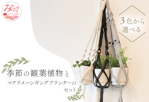 《白》季節の観葉植物と3色から選べるマクラメハンギングプランタ―のセット