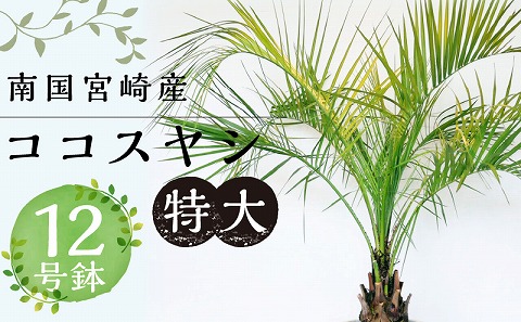 南国宮崎産 ココスヤシ 特大（12号鉢)