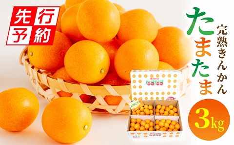 《2025年発送先行予約》【期間・数量限定】完熟きんかんたまたま 3kg