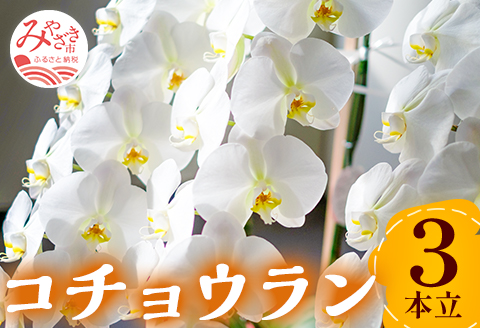 《2023年3月16日～2023年6月30日発送》 コチョウラン 3本立