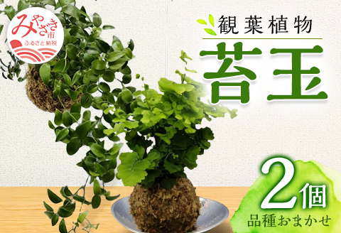 観葉植物 苔玉 2個セット (品種おまかせ)
