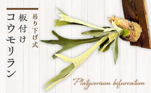 コウモリラン 板付け（ネザーランド）