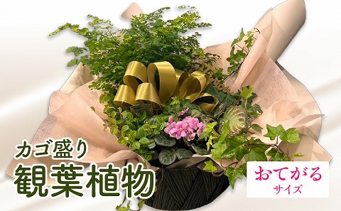 観葉植物 カゴ盛り おてがるサイズ