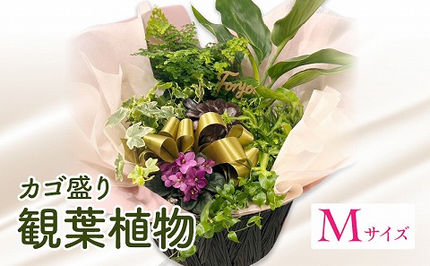 観葉植物 カゴ盛り Mサイズ
