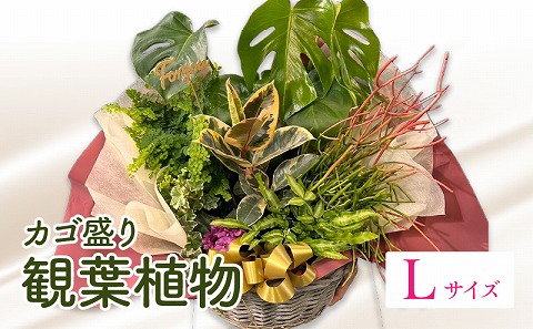 観葉植物 カゴ盛り Lサイズ