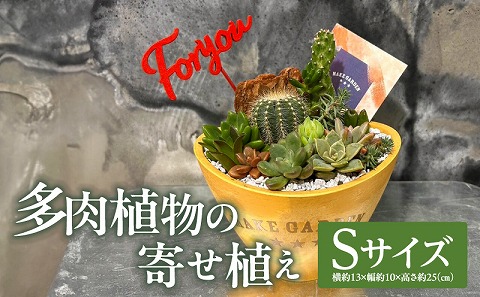 多肉植物の寄せ植え　Sサイズ