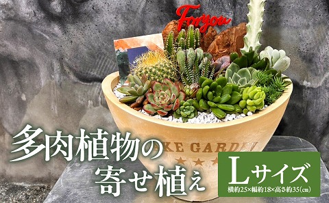 多肉植物の寄せ植え　Lサイズ