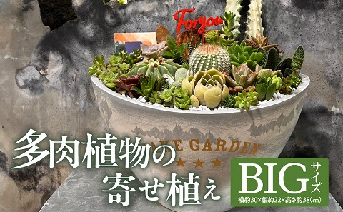 多肉植物の寄せ植え　BIGサイズ