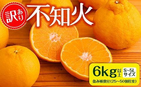 訳あり不知火6kg
