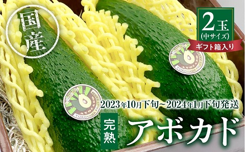 【2023年10月下旬～2024年1月下旬発送】横山果樹園の「国産アボカド２玉（中サイズ）」ギフト箱入り