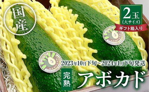 【2023年10月下旬～2024年1月下旬発送】横山果樹園の「国産アボカド２玉（大サイズ）」ギフト箱入り