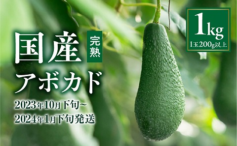 【2023年10月下旬～2024年1月下旬発送】横山果樹園の国産アボカド１kg（１玉２００g以上～）