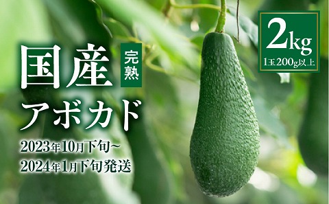 【2023年10月下旬～2024年1月下旬発送】横山果樹園の国産アボカド2kg（１玉２００g以上～）