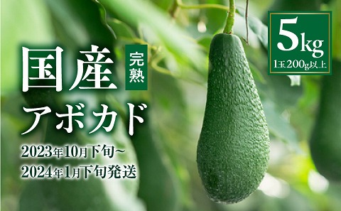 【2023年10月下旬～2024年1月下旬発送】横山果樹園の国産アボカド5kg（１玉２００g以上～）