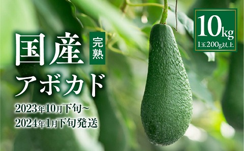 【2023年10月下旬～2024年1月下旬発送】横山果樹園の国産アボカド10kg（１玉２００g以上～）