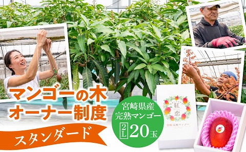 マンゴーの木オーナー制度【スタンダード】