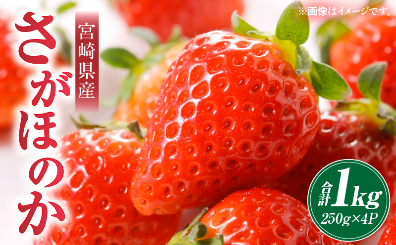 《2026年発送》【数量・期間限定】宮崎県産さがほのか 約1kg いちご 苺 フルーツ