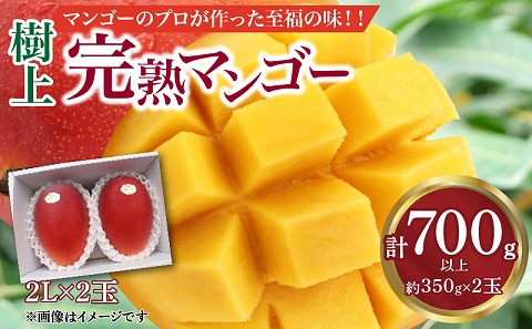 《2024年発送》樹上完熟マンゴー2L×2玉