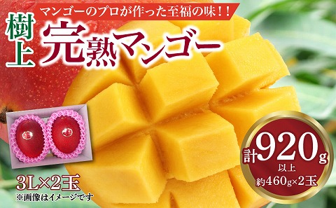 《2024年発送》樹上完熟マンゴー3L×2玉