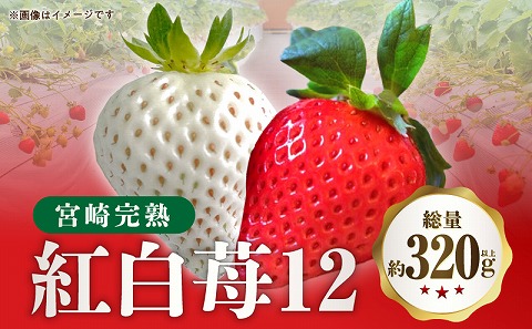 《2026年発送先行予約》【数量・期間限定】宮崎完熟紅白苺12 甘い 完熟 果物