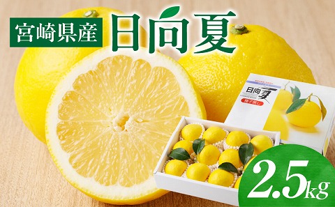 《2026年発送先行予約》【数量・期間限定】宮崎県産日向夏　2.5kg　化粧箱入り 日向夏 果物 フルーツ