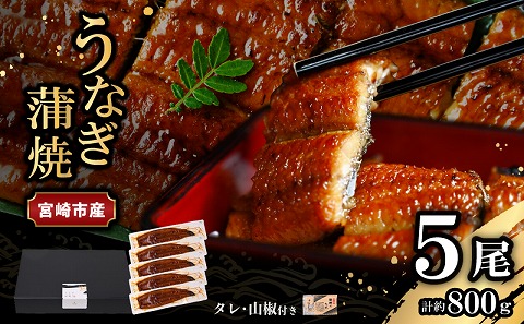 宮崎県宮崎市産　うなぎの蒲焼　約800g（約160g×5尾）タレ・山椒セット