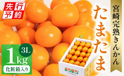 【先行予約】【期間・数量限定】宮崎完熟きんかん たまたま