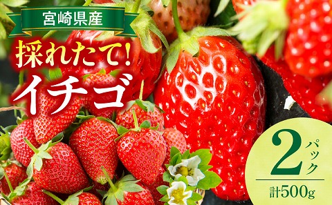 《2026年発送》【数量・期間限定】宮崎県産イチゴ 2パック ストロベリー フルーツ 果物 旬
