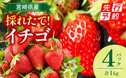 《2026年発送先行予約》【期間・数量限定】宮崎県産イチゴ 4パック 果物 フルーツ 苺