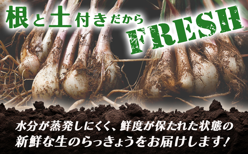 【先行受付!】掘りたて!新鮮!!根付き土付き生らっきょう5kg≪2026年5月中旬以降順次お届け≫_12-L701