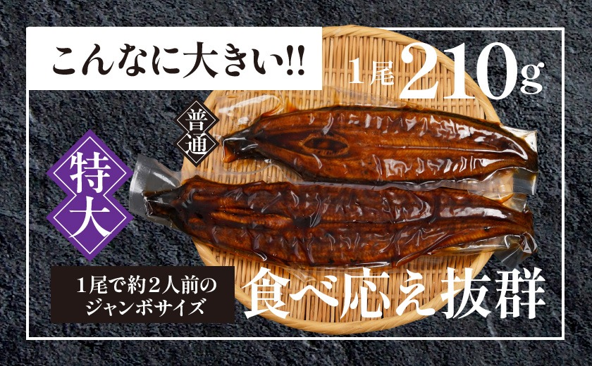 宮崎県育ちの【特大】うなぎ蒲焼1尾210g以上≪山椒・たれ付≫_LG-M301