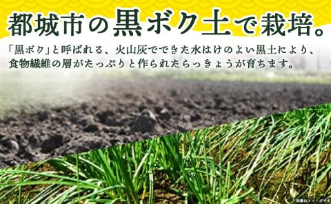 【お試し♪】日向夏らっきょう 90g×3袋≪みやこんじょ特急便≫ ※ポスト投函_LA-C401-PF-Q