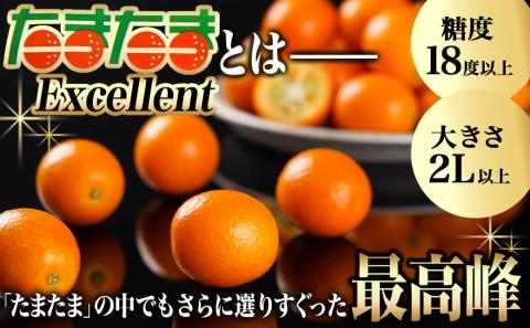 《先行受付!》 完熟きんかん「たまたまL」&「たまたまExcellent」 計800g (スタンドパック入り)_AO-0103